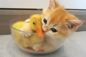 Kitten hugged little duck tightly, because he afraid that she'll leave