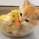 Kitten hugged little duck tightly, because he afraid that she'll leave