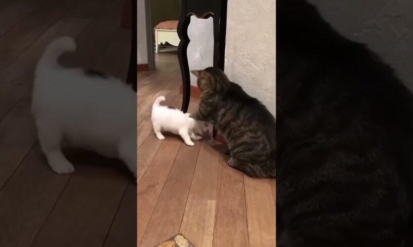 Kittens and puppies practice self-defense #cuteanimal #funny #kittens #puppies