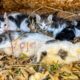 LTT Animal || Emergency: Cat Family's Second Chance, Injured Mother Cat's Underground Family Rescue