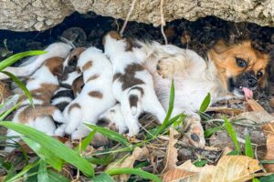 LTT Animal || Urgent Rescue: Mother Dog & Pups Saved from Rock Crevice 😮