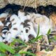 LTT Animal || Urgent Rescue: Mother Dog & Pups Saved from Rock Crevice 😮