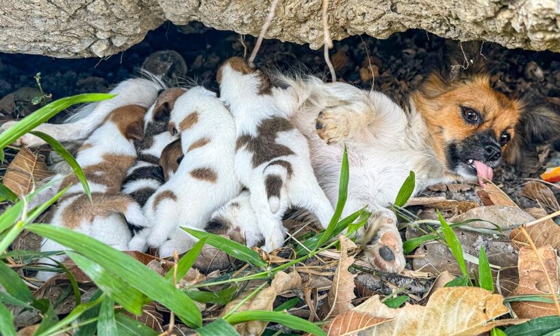 LTT Animal || Urgent Rescue: Mother Dog & Pups Saved from Rock Crevice 😮