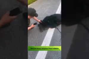 Last Minute Rescue Saves Helpless Poor A Bear Was Hit By Car Crossing The Road #pets #rescue #shorts