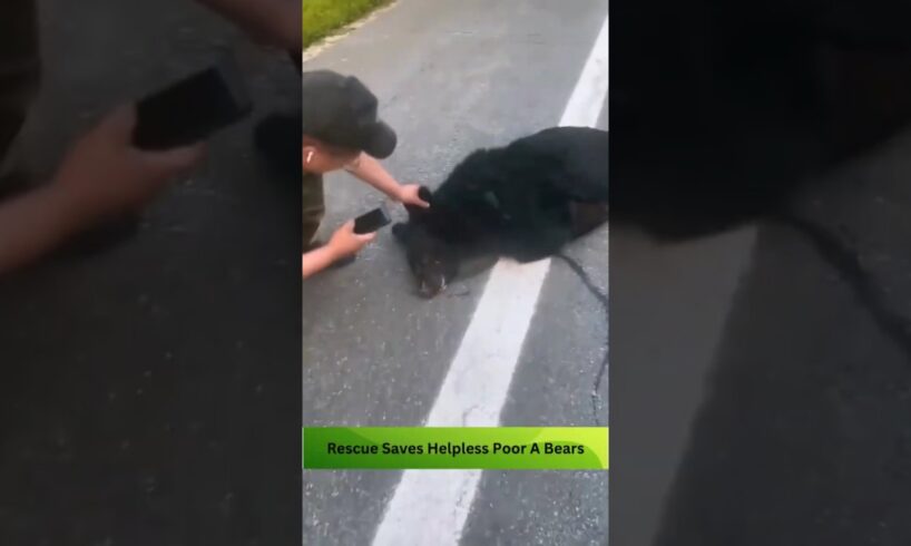 Last Minute Rescue Saves Helpless Poor A Bear Was Hit By Car Crossing The Road #pets #rescue #shorts