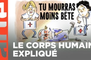 Le corps humain (partie 2) | Compilation | Tu mourras moins bête | ARTE