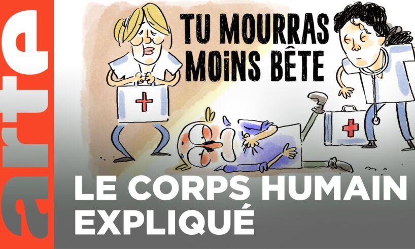 Le corps humain (partie 2) | Compilation | Tu mourras moins bête | ARTE