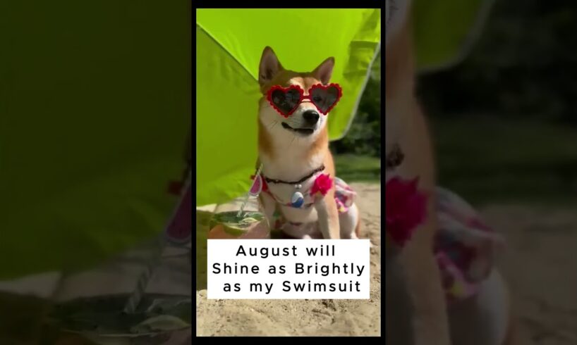 Let's Celebrate the Beach Time #shorts #youtubeshorts #shortvideo #foryou #dogs #dogshorts #doglover