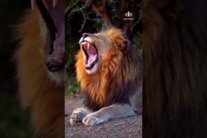 Lion roaring  Finally Revealed|💥💥Animals Roaring Moment💥💥|#Lion #roar #fight #best #viralvideo #fear