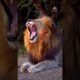 Lion roaring  Finally Revealed|💥💥Animals Roaring Moment💥💥|#Lion #roar #fight #best #viralvideo #fear