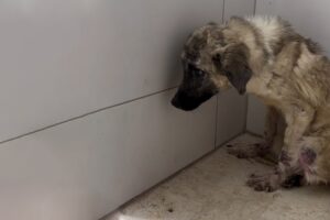 Little Abandoned Dog Was Panicked, Crying Like A Baby When He Was Taken To The Vet