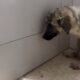 Little Abandoned Dog Was Panicked, Crying Like A Baby When He Was Taken To The Vet