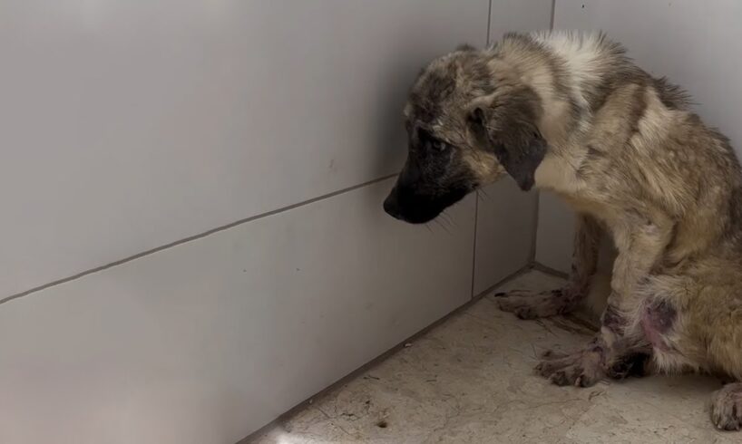 Little Abandoned Dog Was Panicked, Crying Like A Baby When He Was Taken To The Vet