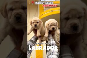 ❤️Little cute puppies lab in Bengaluru puppies | double boned - apple punch face 💥✨#labrador #puppy