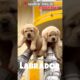 ❤️Little cute puppies lab in Bengaluru puppies | double boned - apple punch face 💥✨#labrador #puppy