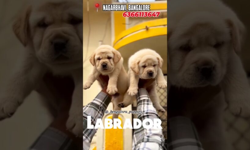 ❤️Little cute puppies lab in Bengaluru puppies | double boned - apple punch face 💥✨#labrador #puppy