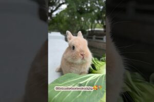 Little hamster love to eat and play