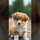 Lots of cute puppies🐾🐶💖 #cutebaby #cutevideos #cutepuppy #cutedogs #cuteanimals