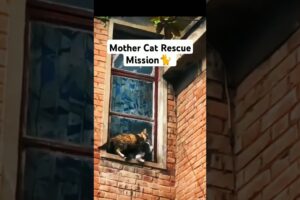 MIRACLE REUNION! Mother Cat's Incredible Rescue Mission to Save Her Kitten