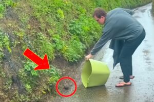 Man Saves Lost Rabbit in the Rain. You Won't Believe What Happened Next