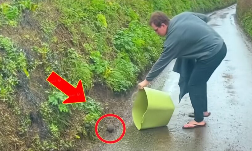 Man Saves Lost Rabbit in the Rain. You Won't Believe What Happened Next