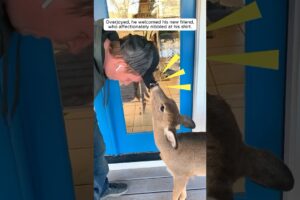 Man rescues deer and becomes its best friend #shorts