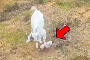 Man rescues goat that was trampled and abandoned by its mother, gets shocking results