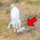 Man rescues goat that was trampled and abandoned by its mother, gets shocking results