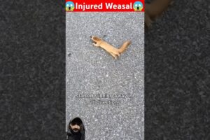 Man spotted an injured weasal while crossing road #animals #babyanimal #wildlife #animallover #cute