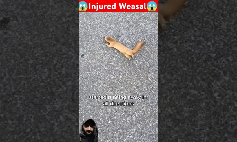 Man spotted an injured weasal while crossing road #animals #babyanimal #wildlife #animallover #cute