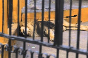 Mile High Jungle Bolivian Lion Rescue