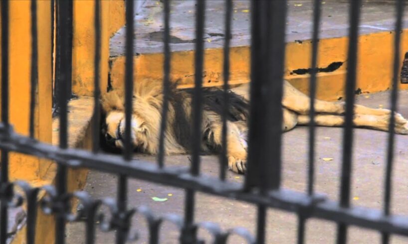 Mile High Jungle Bolivian Lion Rescue