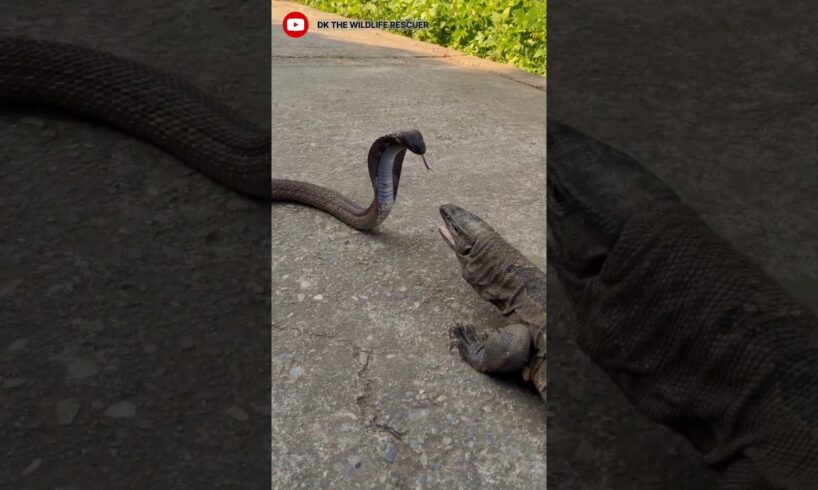 Monitor lizard vs cobra fight PART-1 #viralshort#short#animal#fight#danger#ytshorts#uttarakhand