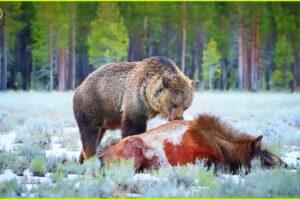 Most INCREDIBLE Attacks Of Bear Ever Recorded | Animal Fighting