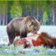 Most INCREDIBLE Attacks Of Bear Ever Recorded | Animal Fighting