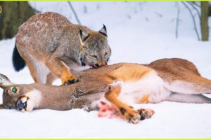 Most UNBELIEVABLE Attacks Of  Bobcat Caught on Camera | Animal Fighting