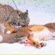 Most UNBELIEVABLE Attacks Of  Bobcat Caught on Camera | Animal Fighting