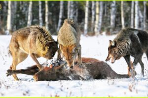 Most UNBELIEVABLE Attacks Of Wolf Ever Recorded | Animal Fighting