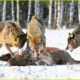 Most UNBELIEVABLE Attacks Of Wolf Ever Recorded | Animal Fighting