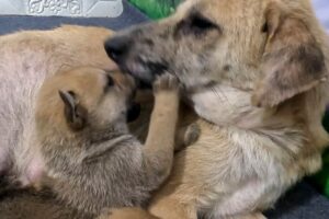 Mother Dog Drinks Milk To Serve Her Beloved Puppies - Cute Puppies