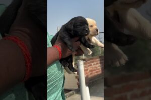 Mother 🥰#shorts #doglover #viralvideo #viralshorts #pets #animals