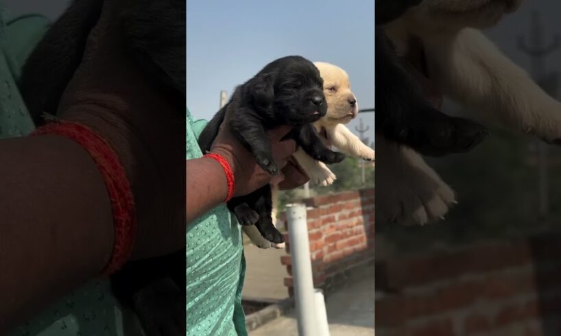 Mother 🥰#shorts #doglover #viralvideo #viralshorts #pets #animals