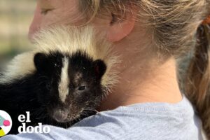 Mujer rescata a un zorrillo y lo cuida como su bebé | El Dodo