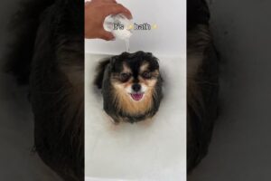 My Pomeranian Loves To Take Baths 🛁 #shorts #dog