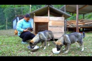 My dog ​​Tao Tao gave birth to 3 cute puppies - Make a cozy wooden house for my dogs