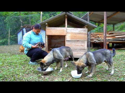 My dog ​​Tao Tao gave birth to 3 cute puppies - Make a cozy wooden house for my dogs