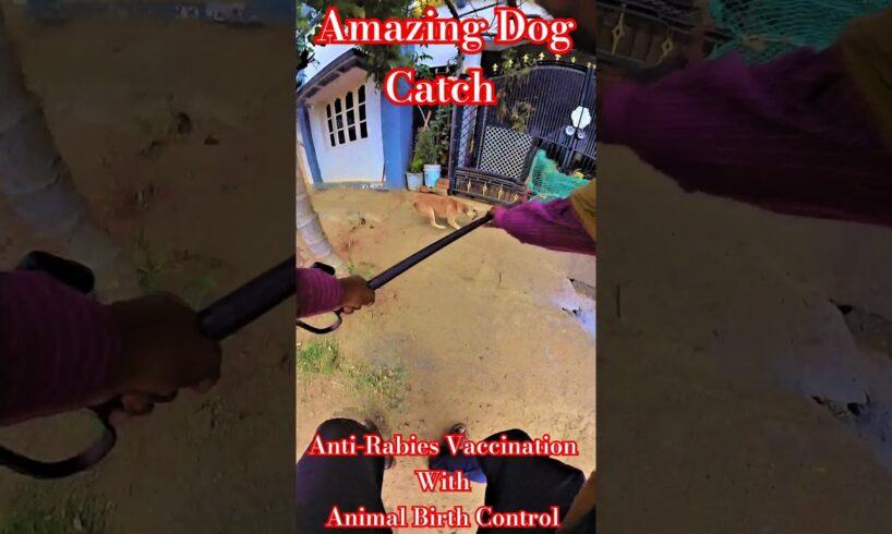 Nice Dog Catch 🛟 #streetdogplanet44 #dog #shortsfeed #rescue #ytviral