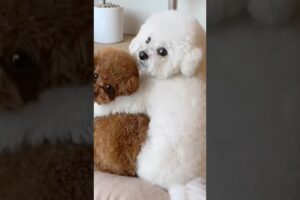 No human on earth can resist this cute puppies #cutepuppy #animals #dog #puppy