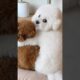 No human on earth can resist this cute puppies #cutepuppy #animals #dog #puppy