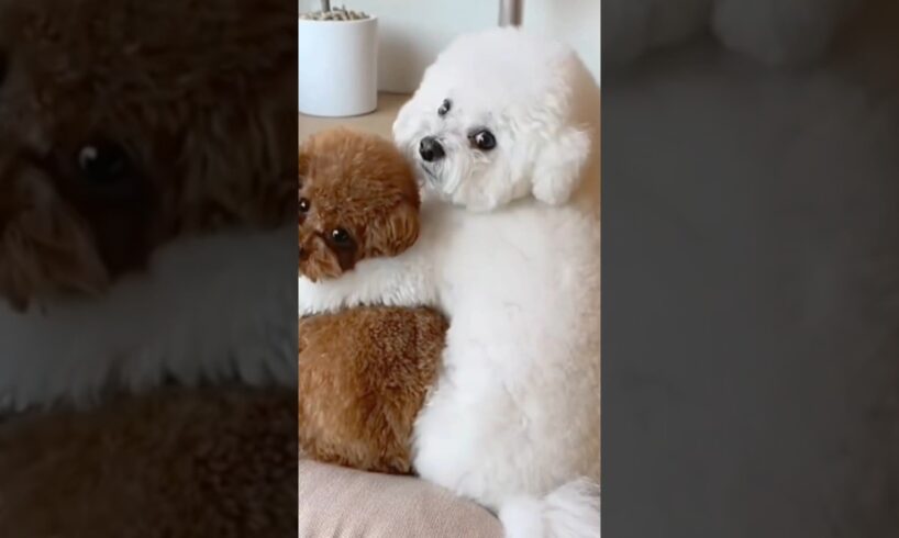 No human on earth can resist this cute puppies #cutepuppy #animals #dog #puppy